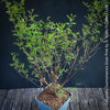 Calliandra Surinamensis Dixie Pink - Powderpuff Tree, organically grown tropical plants for sale at TOMs FLOWer CLUB.