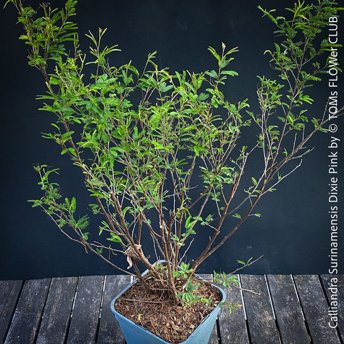 Calliandra Surinamensis Dixie Pink - Powderpuff Tree, organically grown tropical plants for sale at TOMs FLOWer CLUB.