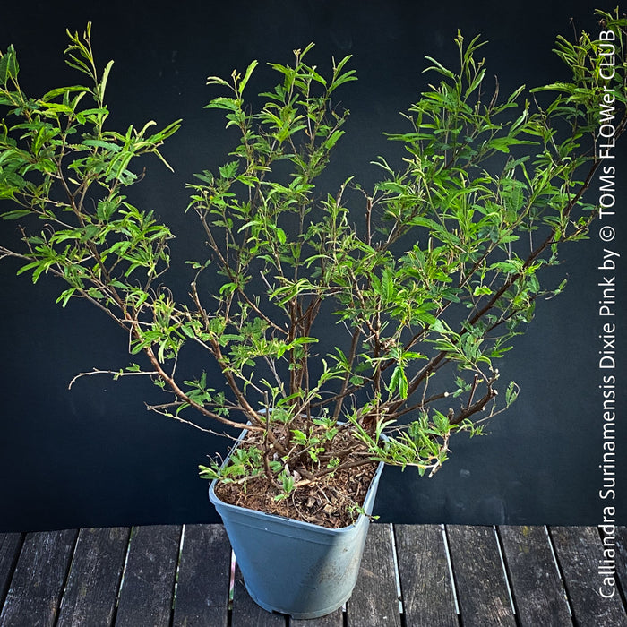Calliandra Surinamensis Dixie Pink - Powderpuff Tree, organically grown tropical plants for sale at TOMs FLOWer CLUB.