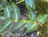 Callisia Elegans, organically grown tropical plants for sale at TOMsFLOWer CLUB, sun loving plants, Zimmerpflanze, foliage, farbige Pflanzen.