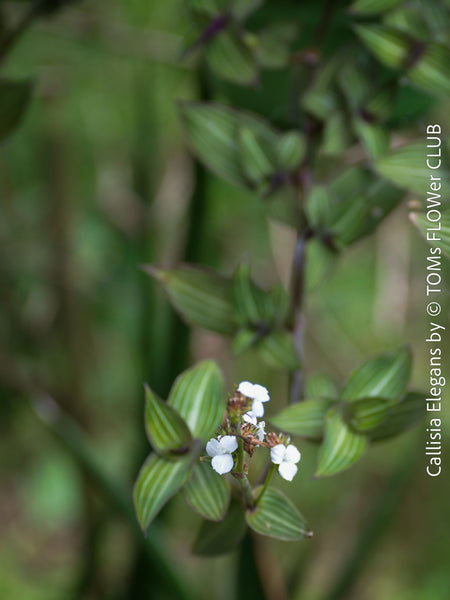 White flower of Callisia Elegans, organically grown tropical plants for sale at TOMsFLOWer CLUB, sun loving plants, Zimmerpflanze, foliage, farbige Pflanzen.