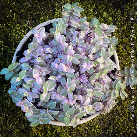 Callisia Repens Pink Lady, Tradescantia, organically grown tropical plants for sale at TOMsFLOWer CLUB, sun loving plants, Zimmerpflanze, foliage, farbige Pflanzen.