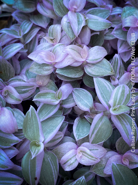 Callisia Repens Pink Lady, Tradescantia, organically grown tropical plants for sale at TOMsFLOWer CLUB, sun loving plants, Zimmerpflanze, foliage, farbige Pflanzen.