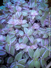 Callisia Repens Pink Lady, Tradescantia, organically grown tropical plants for sale at TOMsFLOWer CLUB, sun loving plants, Zimmerpflanze, foliage, farbige Pflanzen.