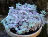 Callisia Repens Pink Lady, Tradescantia, organically grown tropical plants for sale at TOMsFLOWer CLUB, sun loving plants, Zimmerpflanze, foliage, farbige Pflanzen.