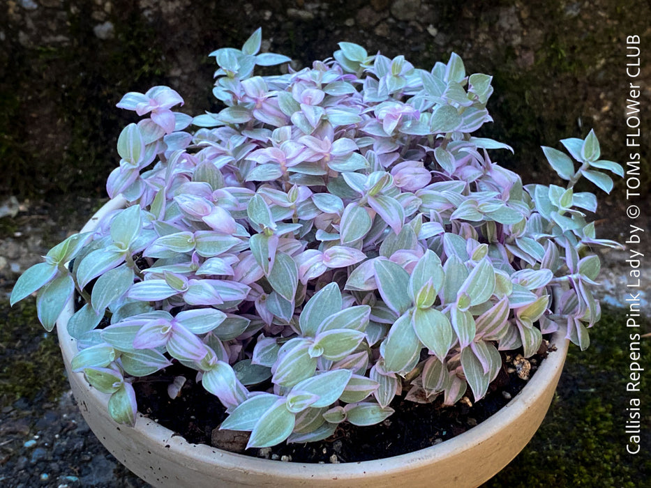 Callisia Repens Pink Lady, Tradescantia, organically grown tropical plants for sale at TOMsFLOWer CLUB, sun loving plants, Zimmerpflanze, foliage, farbige Pflanzen.