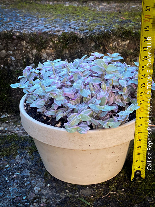 Callisia Repens Pink Lady, Tradescantia, organically grown tropical plants for sale at TOMsFLOWer CLUB, sun loving plants, Zimmerpflanze, foliage, farbige Pflanzen.