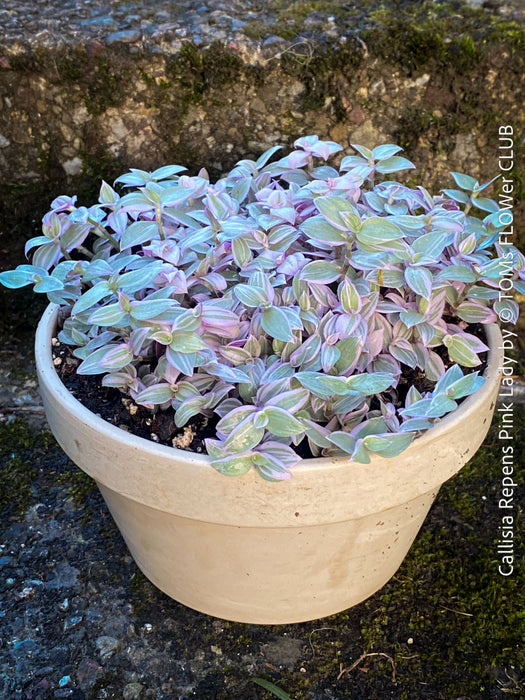 Callisia Repens Pink Lady, Tradescantia, organically grown tropical plants for sale at TOMsFLOWer CLUB, sun loving plants, Zimmerpflanze, foliage, farbige Pflanzen.