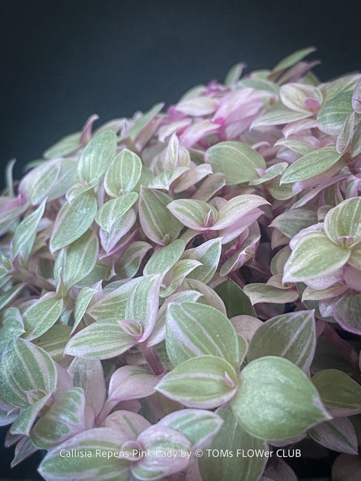 Callisia Repens Pink Lady, Tradescantia, organically grown tropical plants for sale at TOMsFLOWer CLUB, sun loving plants, Zimmerpflanze, foliage, farbige Pflanzen.