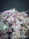 Callisia Repens Pink Lady, Tradescantia, organically grown tropical plants for sale at TOMsFLOWer CLUB, sun loving plants, Zimmerpflanze, foliage, farbige Pflanzen.