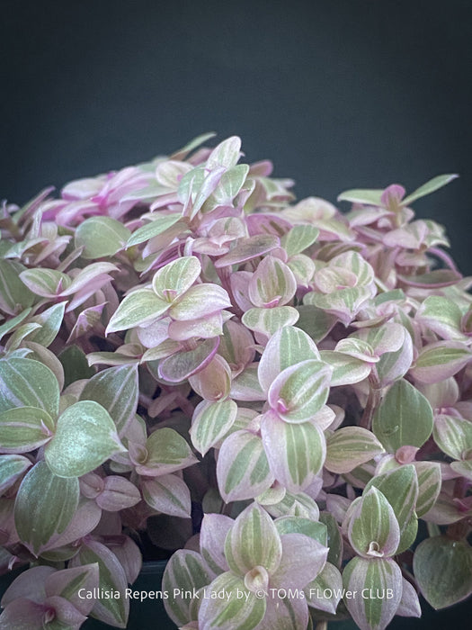 Callisia Repens Pink Lady, Tradescantia, organically grown tropical plants for sale at TOMsFLOWer CLUB, sun loving plants, Zimmerpflanze, foliage, farbige Pflanzen.