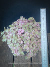 Callisia Repens Pink Lady, Tradescantia, organically grown tropical plants for sale at TOMsFLOWer CLUB, sun loving plants, Zimmerpflanze, foliage, farbige Pflanzen.