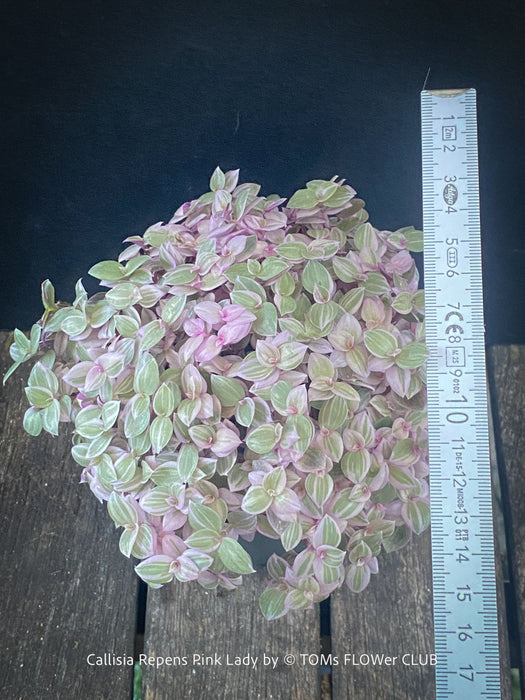 Callisia Repens Pink Lady, Tradescantia, organically grown tropical plants for sale at TOMsFLOWer CLUB, sun loving plants, Zimmerpflanze, foliage, farbige Pflanzen.