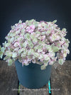 Callisia Repens Pink Lady, Tradescantia, organically grown tropical plants for sale at TOMsFLOWer CLUB, sun loving plants, Zimmerpflanze, foliage, farbige Pflanzen.