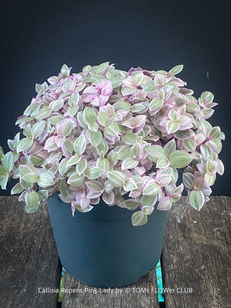 Callisia Repens Pink Lady, Tradescantia, organically grown tropical plants for sale at TOMsFLOWer CLUB, sun loving plants, Zimmerpflanze, foliage, farbige Pflanzen.