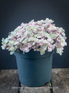 Callisia Repens Pink Lady, Tradescantia, organically grown tropical plants for sale at TOMsFLOWer CLUB, sun loving plants, Zimmerpflanze, foliage, farbige Pflanzen.