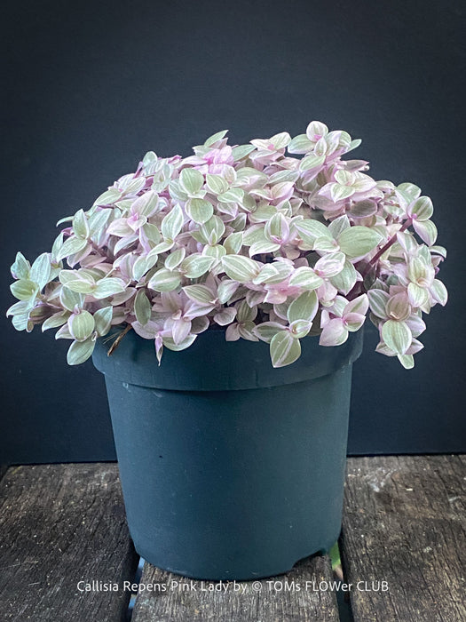 Callisia Repens Pink Lady, Tradescantia, organically grown tropical plants for sale at TOMsFLOWer CLUB, sun loving plants, Zimmerpflanze, foliage, farbige Pflanzen.