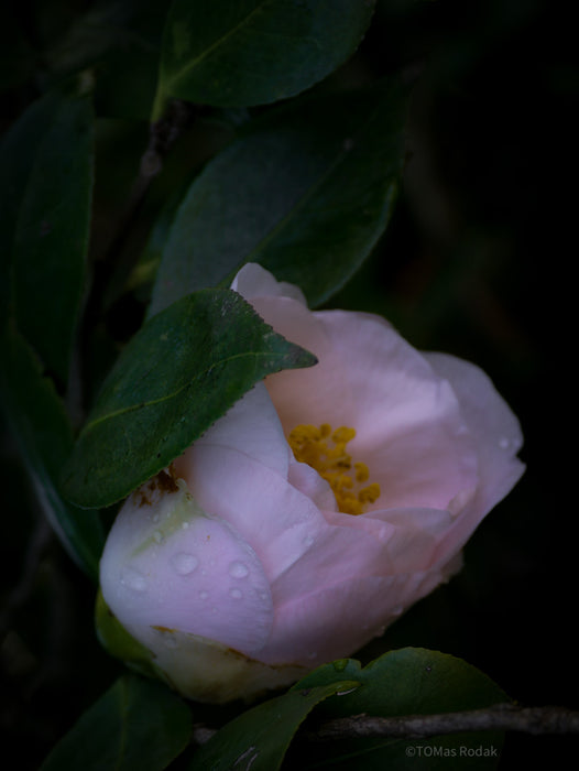 Tomas Rodak, Swiss photographer, floral photography, Camellia, Kamelie, Kamelia, pink, pink lover, TOMs FLOWer CLUB, TOMs ART FLOWer CLUB