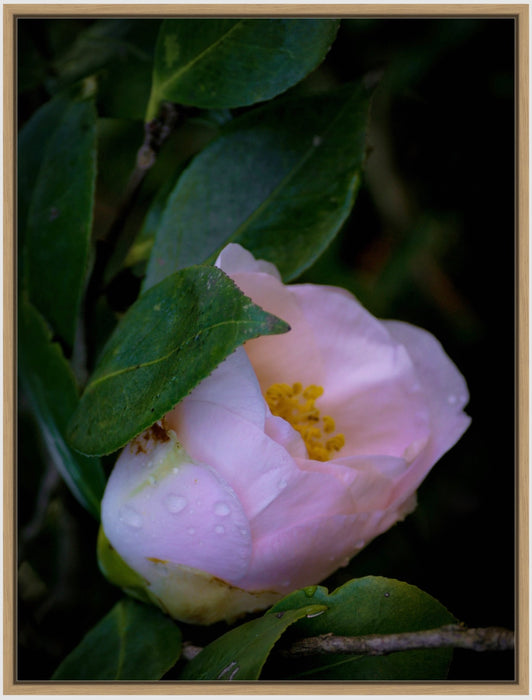 PHOTO PICTURE - CAMELLIA 2