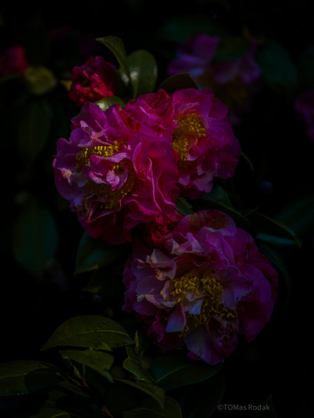 Tomas Rodak, Swiss photographer, floral photography, Camellia, Kamelie, Kamelia, pink, pink lover, TOMs FLOWer CLUB, TOMs ART FLOWer CLUB, White wall, Lumas