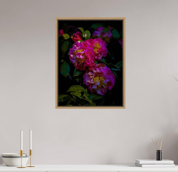 Tomas Rodak, Swiss photographer, floral photography, Camellia, Kamelie, Kamelia, pink, pink lover, TOMs FLOWer CLUB, TOMs ART FLOWer CLUB, White wall, Lumas