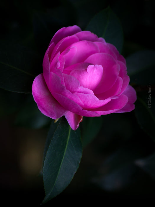 PHOTO PICTURE - CAMELLIA 4