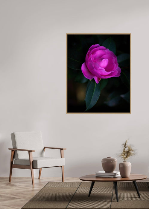 Tomas Rodak, Swiss photographer, floral photography, Camellia, Kamelie, Kamelia, pink, pink lover, TOMs FLOWer CLUB, TOMs ART FLOWer CLUB, White wall, Lumas