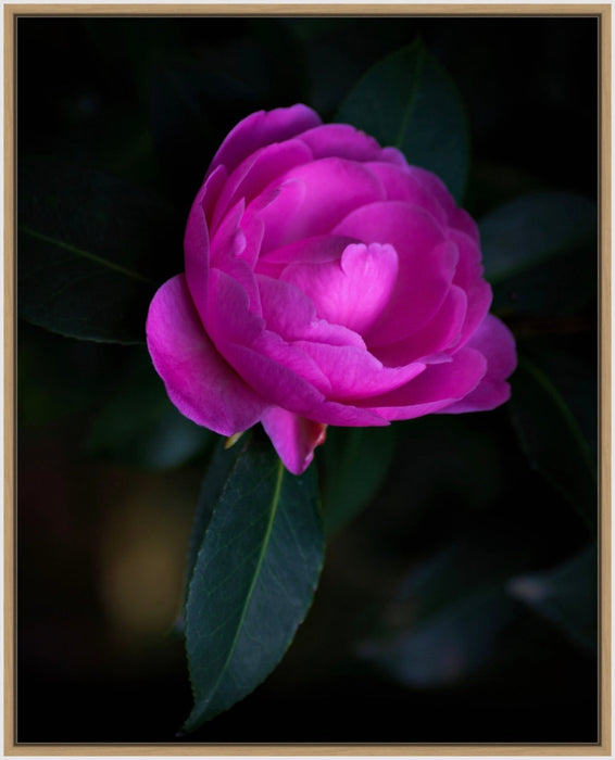 Tomas Rodak, Swiss photographer, floral photography, Camellia, Kamelie, Kamelia, pink, pink lover, TOMs FLOWer CLUB, TOMs ART FLOWer CLUB, White wall, Lumas