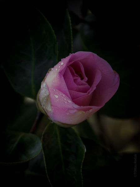 Tomas Rodak, Swiss photographer, floral photography, Camellia, Kamelie, Kamelia, pink, pink lover, TOMs FLOWer CLUB, TOMs ART FLOWer CLUB, White wall, Lumas