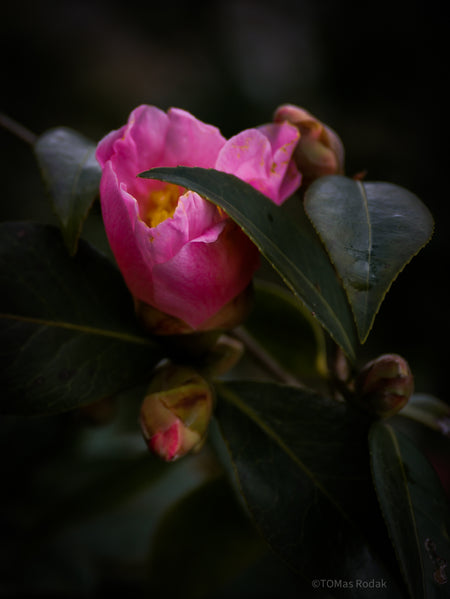 Tomas Rodak, Swiss photographer, floral photography, Camellia, Kamelie, Kamelia, pink, pink lover, TOMs FLOWer CLUB, TOMs ART FLOWer CLUB