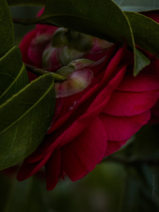 Tomas Rodak, Swiss photographer, floral photography, Camellia, Kamelie, Kamelia, pink, pink lover, TOMs FLOWer CLUB, TOMs ART FLOWer CLUB, White wall, Lumas