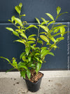 Well-established Camellia sinensis tea plant from TOMs FLOWer CLUB in pot