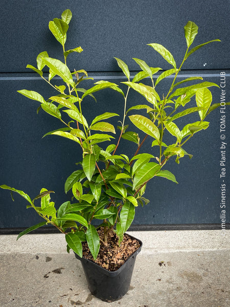 Well-established Camellia sinensis tea plant from TOMs FLOWer CLUB in pot