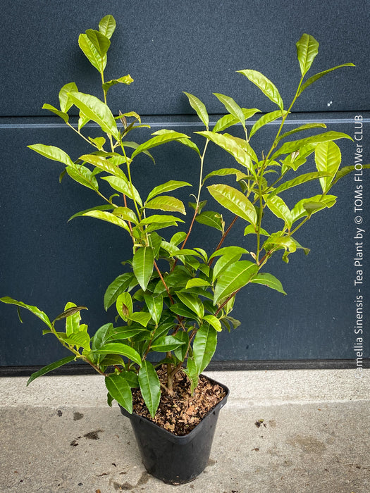 Well-established Camellia sinensis tea plant from TOMs FLOWer CLUB in pot