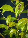 Organic Camellia sinensis shrub with glossy green leaves ready for tea harvest