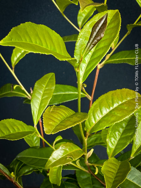 Organic Camellia sinensis shrub with glossy green leaves ready for tea harvest