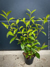 Tea plant Camellia sinensis grown from cutting with healthy root system