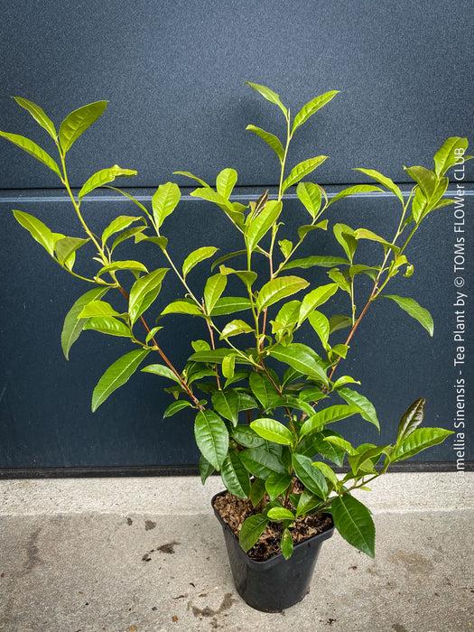Tea plant Camellia sinensis grown from cutting with healthy root system