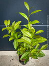 Close-up of Camellia sinensis serrated leaves used for green and black tea production