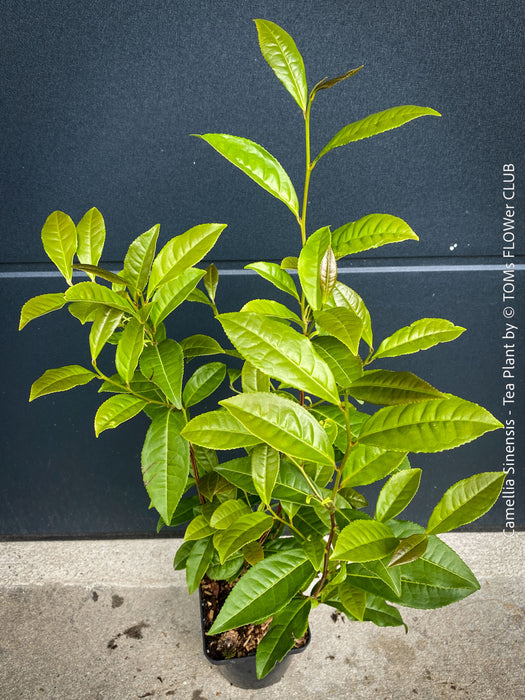 Close-up of Camellia sinensis serrated leaves used for green and black tea production
