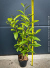 TOMs FLOWer CLUB Camellia sinensis in container for terrace or garden cultivation