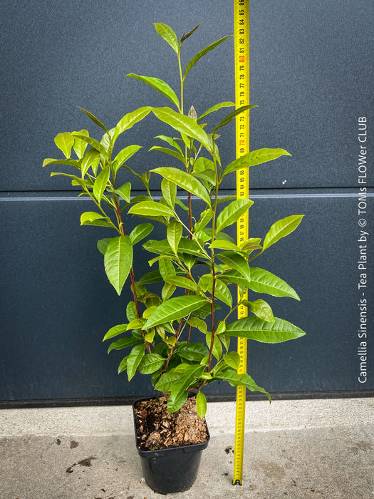 TOMs FLOWer CLUB Camellia sinensis in container for terrace or garden cultivation