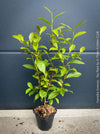 TOMs FLOWer CLUB Camellia sinensis in container for terrace or garden cultivation