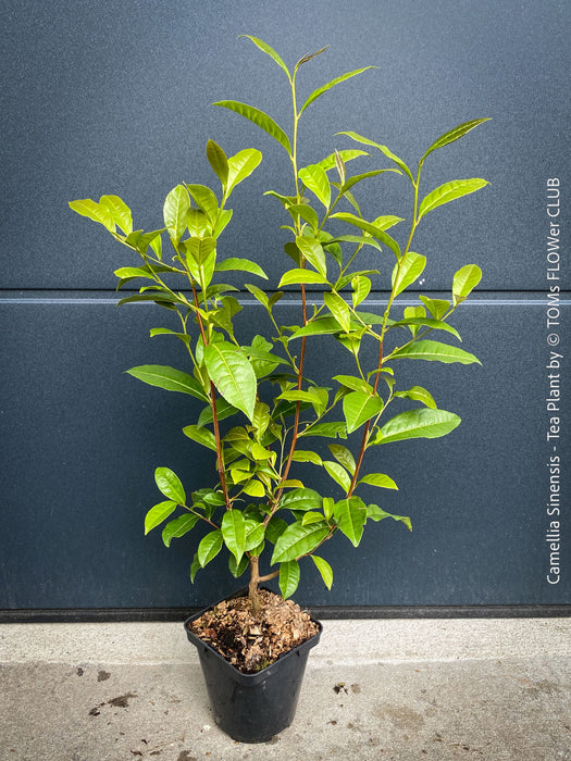 TOMs FLOWer CLUB Camellia sinensis in container for terrace or garden cultivation