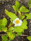 White flowers of Camellia sinensis, tea plant in container for terrace or garden 