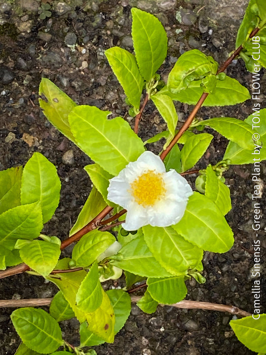 White flowers of Camellia sinensis, tea plant in container for terrace or garden 
