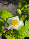 A close-up of a white Camellia Smimensis flower with a bright yellow center, surrounded by green leaves on a plant. A vertical text watermark on the right reads 'Camellia Smimensis - Green Tea Plant by TOM'S FLOWER CLUB'.