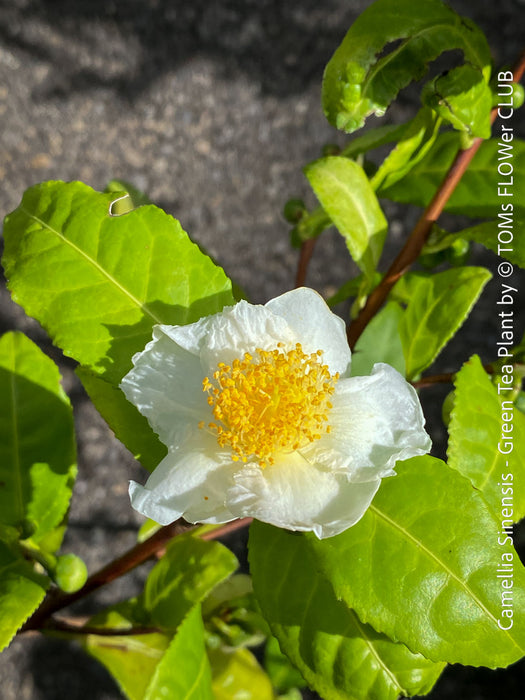 A close-up of a white Camellia Smimensis flower with a bright yellow center, surrounded by green leaves on a plant. A vertical text watermark on the right reads 'Camellia Smimensis - Green Tea Plant by TOM'S FLOWER CLUB'.