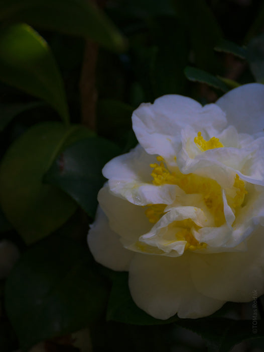 Tomas Rodak, Swiss photographer, floral photography, Camellia, Kamelie, Kamelia, pink, pink lover, TOMs FLOWer CLUB, TOMs ART FLOWer CLUB, White wall, Lumas