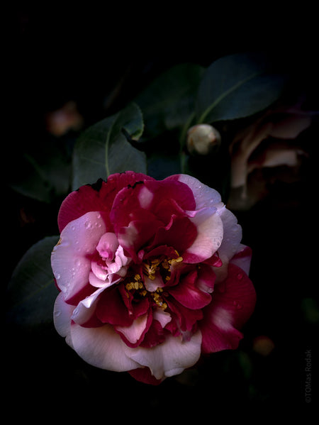 Tomas Rodak, Swiss photographer, floral photography, Camellia, Kamelie, Kamelia, pink, pink lover, TOMs FLOWer CLUB, TOMs ART FLOWer CLUB, White wall, Lumas